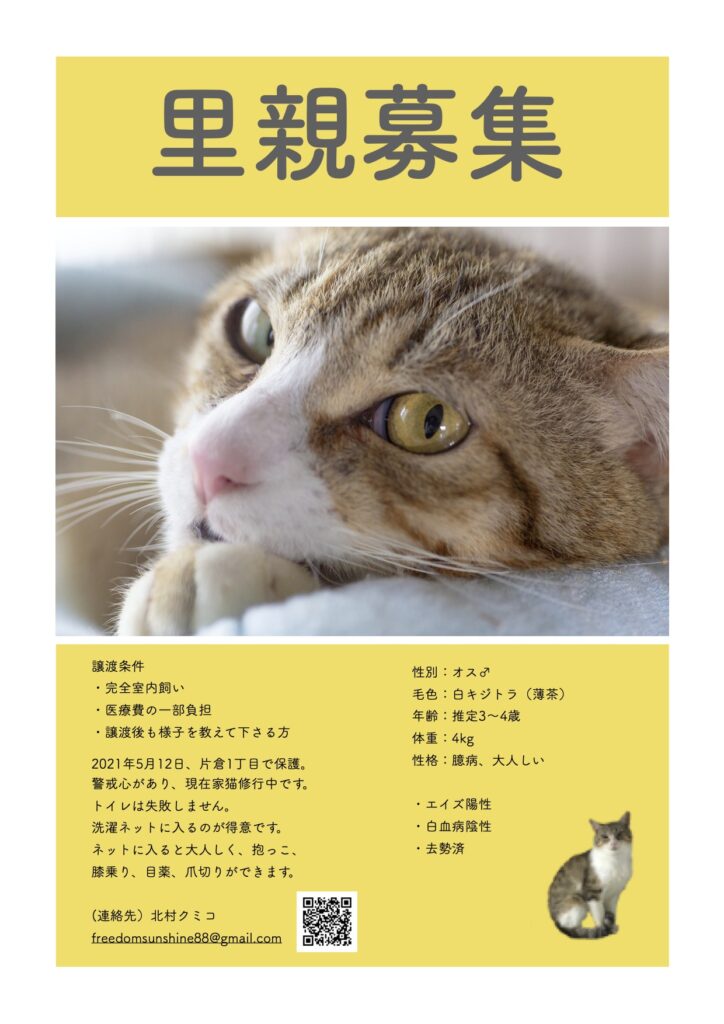 成猫の里親募集 】保護猫に理解のある方ご連絡お待ちしております 