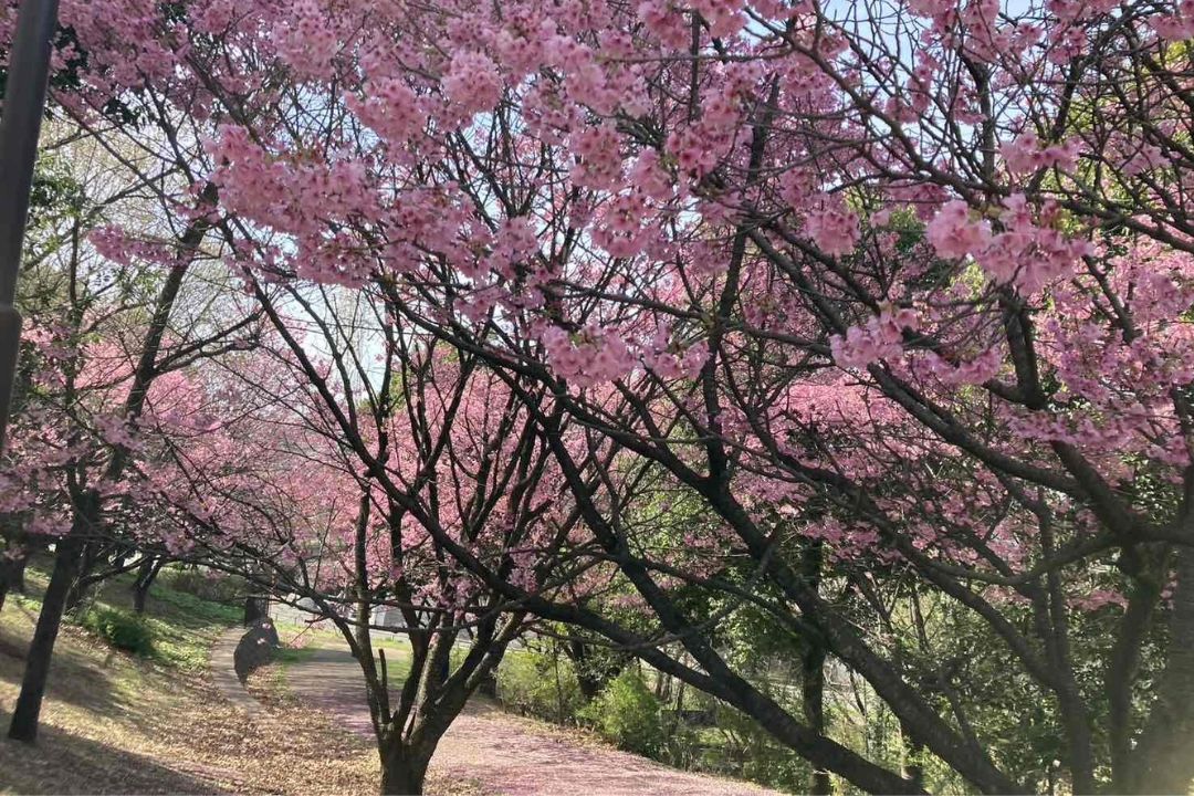 片倉うさぎ山公園