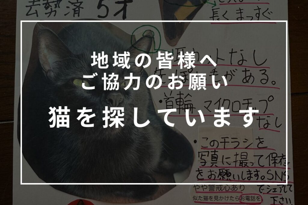 猫を探しています