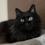 迷い猫