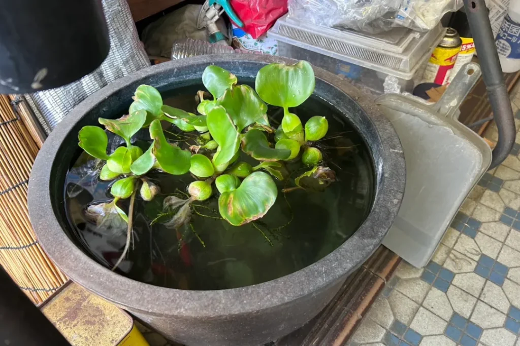 店頭の植物