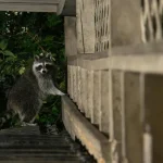 アライグマとハクビシンの被害に注意