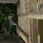 アライグマとハクビシンの被害に注意