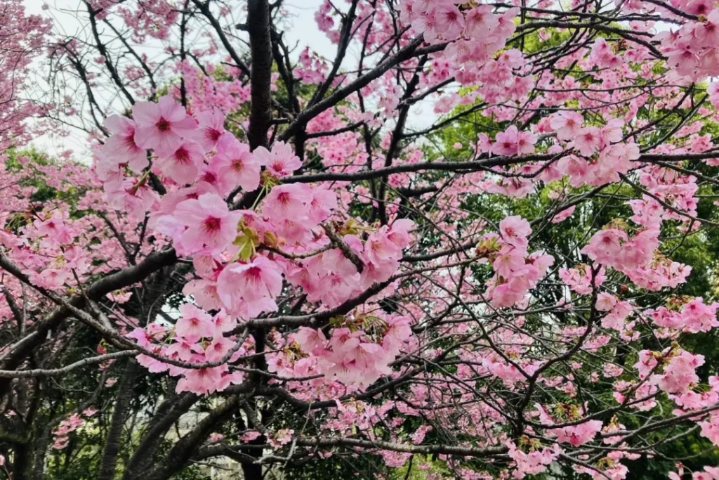 うさぎ山公園の桜