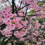 うさぎ山公園の桜
