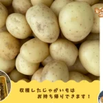じゃがいも掘り