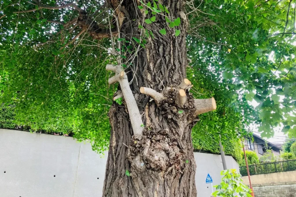 ちょっと変わった木