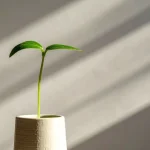苗木