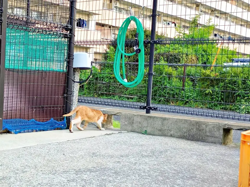 坂みち探訪記・ネコ