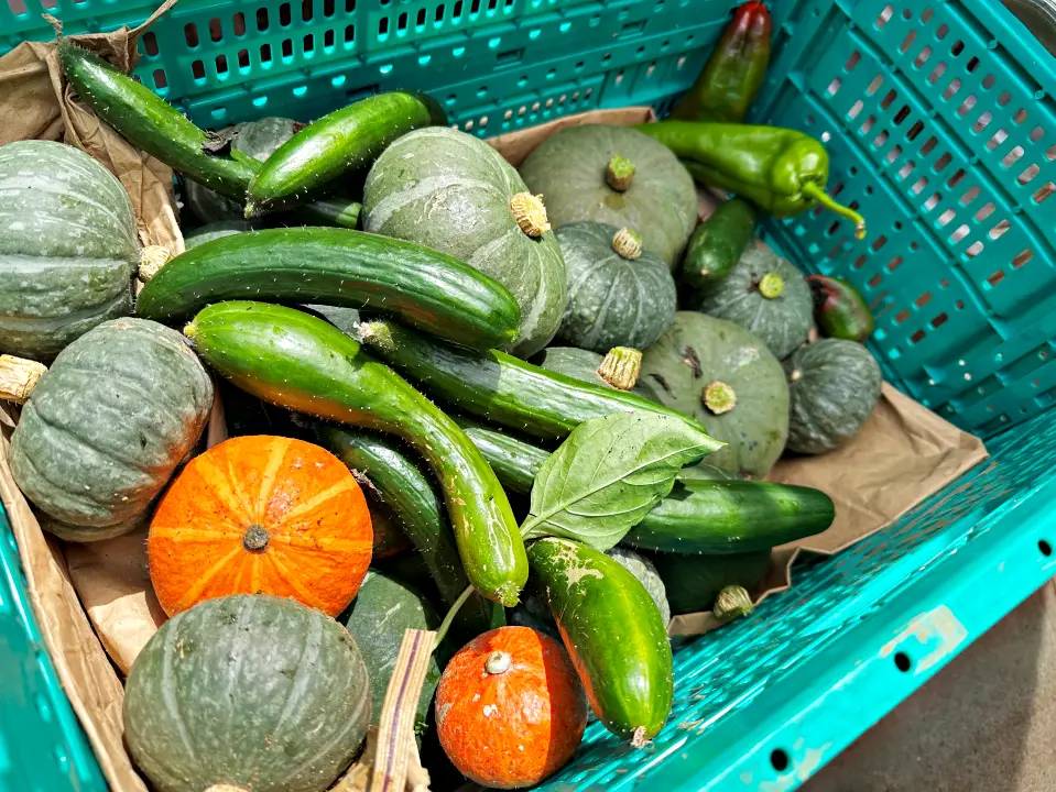 夏野菜