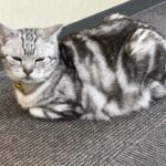 太陽の家の猫