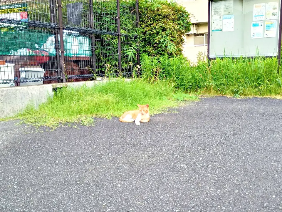 坂みち探訪記・ネコ