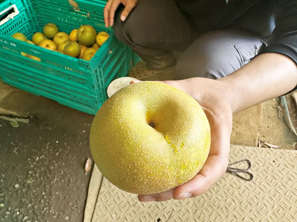 浜なしの虫害