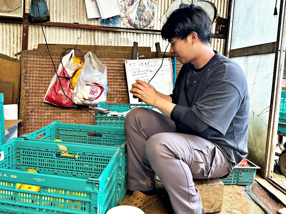 浜なしの仕分けをしているところ