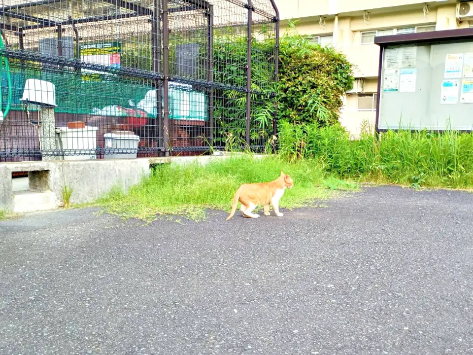 坂みち探訪記・ネコ