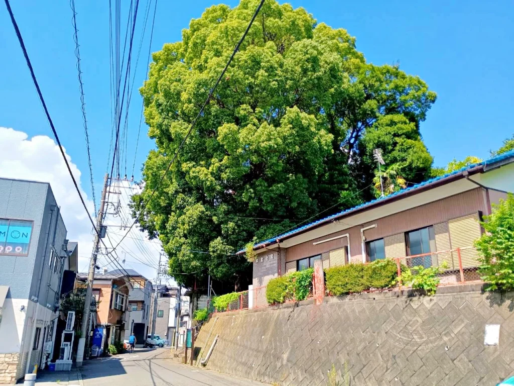 のろ猫の坂みち探訪記の風景