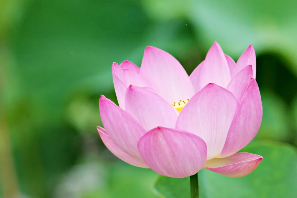 蓮の花