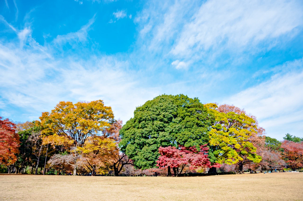 秋の公園